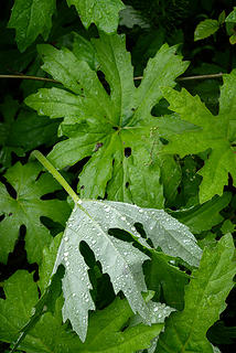 Foliage