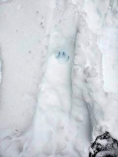 I set these snowshoe tracks the day before, scouting for a camera set. Returned the next day, to find that a wolf followed in my steps for over a mile and a half