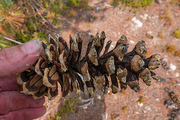 Pine cone