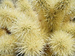 cholla