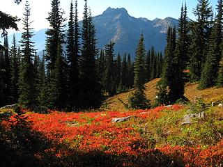 Fir trees replacing the larches