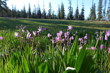 Apr: Teanaway shooting stars