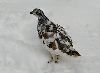 Skinny Ptarmigan