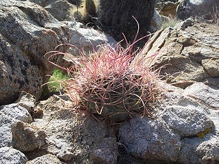 Small barrel cactus w/long spines