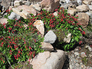 Flowers on Piltri