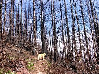 Sadie on trail with significant burn area in front of her - about 2 1/2 miles into the hike
