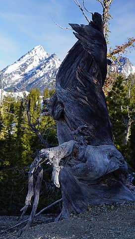 Twisted tree on the route to Navaho Peak