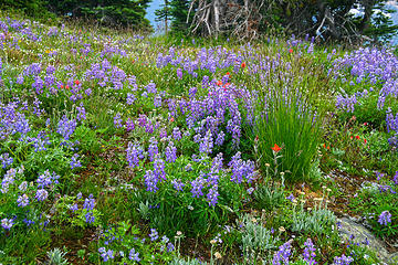 On the Devils Ridge Trail, part of the Pacific Northwest Trail, Pasayten Wilderness, WA