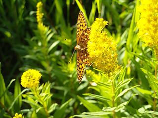 Solidago canadensis & butterfly