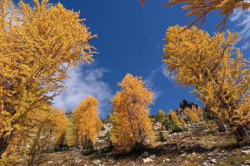 world framed by larches