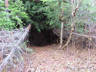 Cave entrance? Nope! Just before the big puddle, take this break in the forest to scramble to the top. When I previously visited here, it was a battle with slash and through tightly- spaced saplings. It is easy now due to interest and work by locals including new NWHIKERS contributor anatoli and many folks doing prominence summits. Thanks to those of you whose work has made the final part an easy walk instead of a thrutch!  :up: