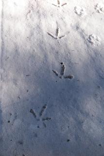 Turkey tracks pointing the way