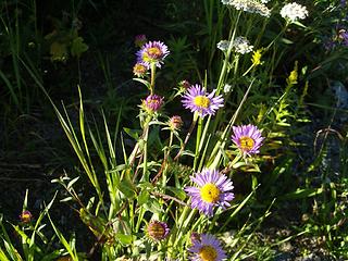 Aster foliaceus