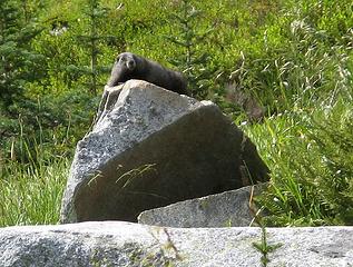 Fat Flat Marmot