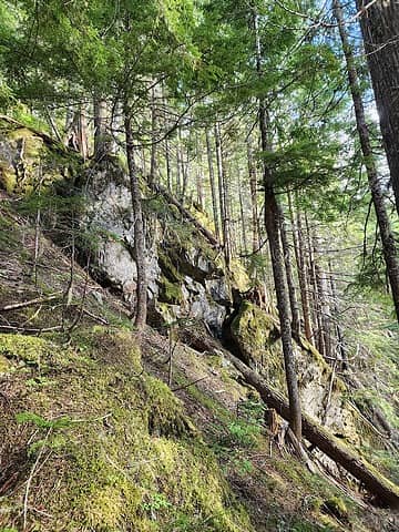 semi-typical forest terrain
