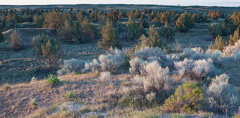 Juniper boundary