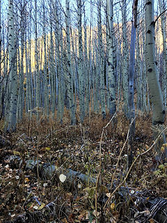 Timothy Meadows are being taken over by quaking aspen