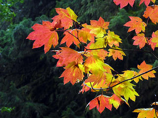 Vine Maple Fall Colors