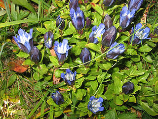 Mountain Bog Gentian 2