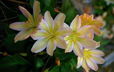 Tweedyii Lewisia1