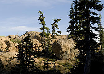 Dancing trees