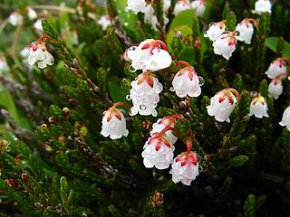 White Heather