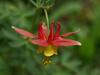 Columbine