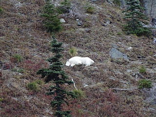 Goat taking a rest on way back.