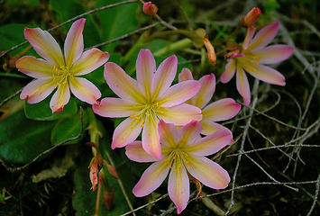 Tweedyii Lewisia2