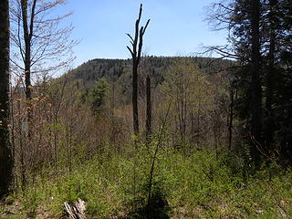 red spruce on knob south of clearcut west of Wildell