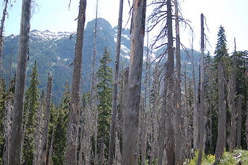 Burn Area above Lemah Meadow and Below Spectacle Lake