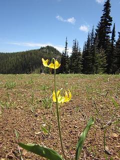 Glacier lily before Yellow Hill