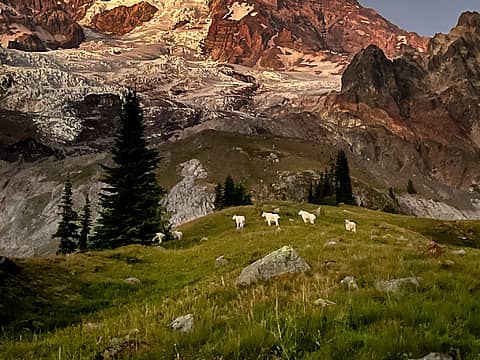D3.11 Goats on Emerald Ridge