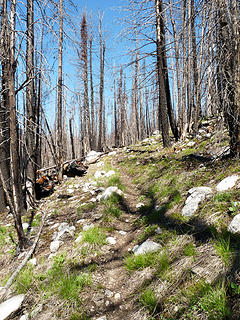 The forest was thinned out down in the drainage, with a lot of ghost forest in sections up higher from the Tripod Fire.