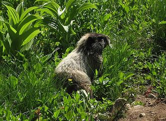 Marmot browsing