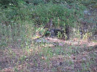 Another sooty grouse hen