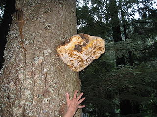 Humungus Fungus and GoodAgs Hand