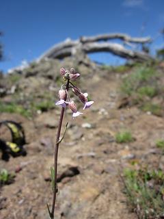 Hairy rockcress