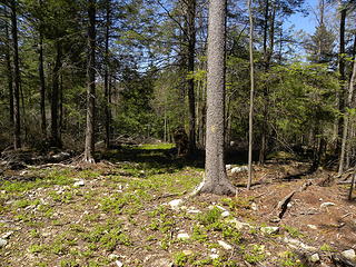 Allegheny Trail lost in clearcut on private land near Wildell very hard to locate on skid roads.