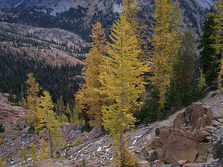 Larchs near Ingalls pass.