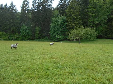 Icelandic Sheep Oakville Washington 05221 03