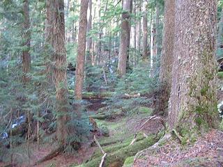 The old Mason Lake trail