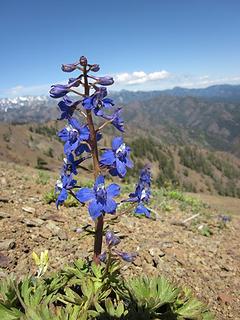 Larkspur