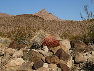 Barrel cactus Lake Mead National Rec Area, AZ.