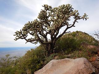 massive cholla