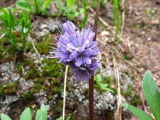 Phacelia bloom