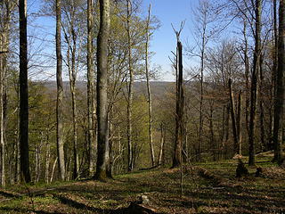 typical view of ridge from Allegheny Trail north of Johns Run because leaves have not came out yet