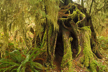 Carmanah Valley, Vancouver Island