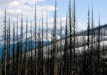 Driveway Butte Needles fire3