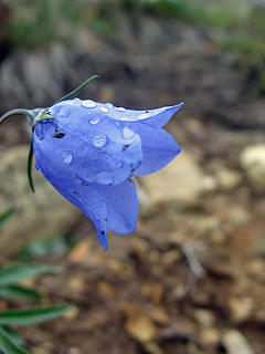 Raindrops On Bloom